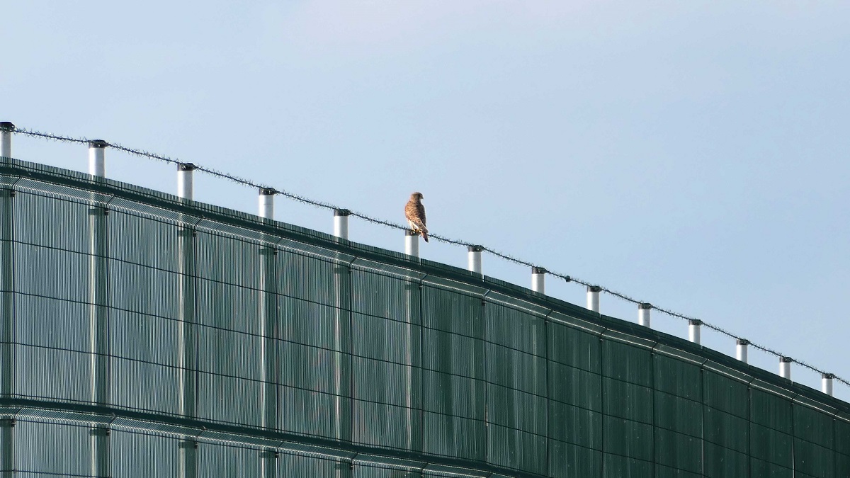 2023 08 20 erste Wildtiere interessieren sich fuer FFA