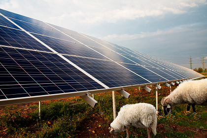 Photovoltaik-Freiflächenanlage mit Beweidung durch Schafe